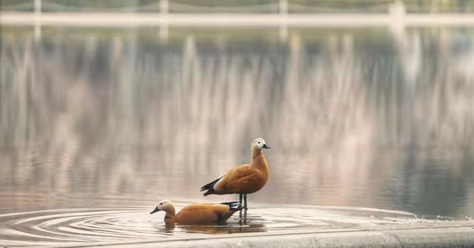 外部景觀-人工湖